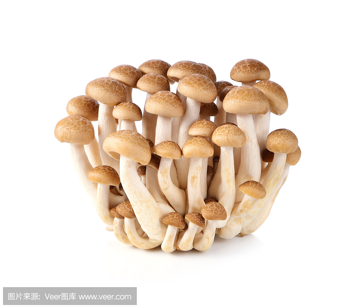 孤立在白色背景上的棕色山毛榉蘑菇